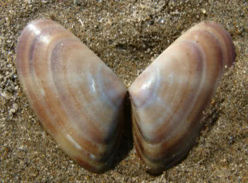 Tellin shell burrowing